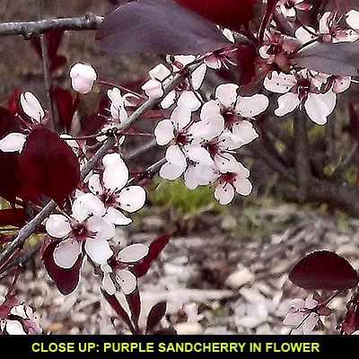 Purple Sand Cherry-mitchell And Sons Nursery And Garden Center Llc