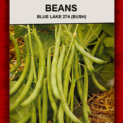 Bulk Beans Blue Lake 274 Bush-Mitchell and Sons Nursery and Garden Center