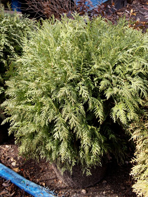 Woodward Globe Arborvitae-Mitchell and Sons Nursery and Garden Center LLC