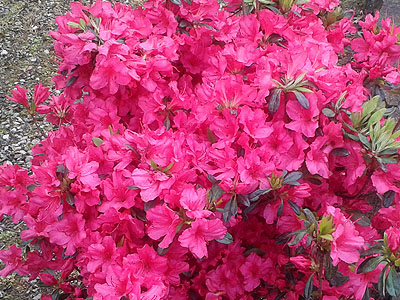 Girard’s Rose Azalea-Mitchell and Sons Nursery and Garden Center LLC